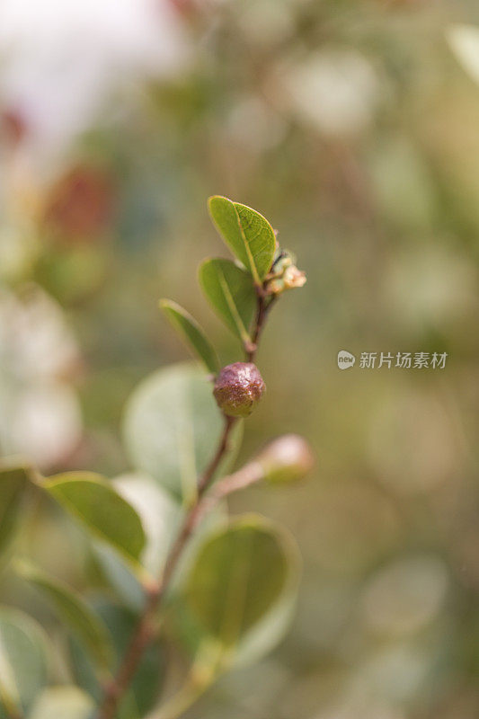 红梢椰子‘Chrysobalanus Icaco’植物